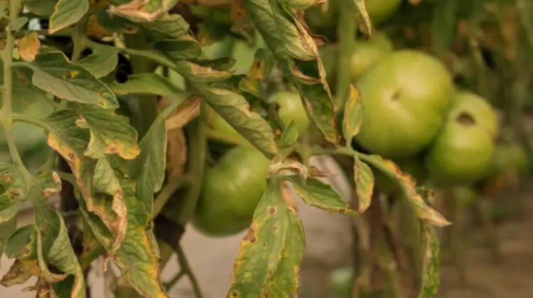 The Top Fungicides for Combating Black Spots on Tomatoes