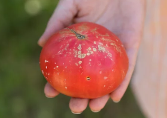 Bacterial Canker