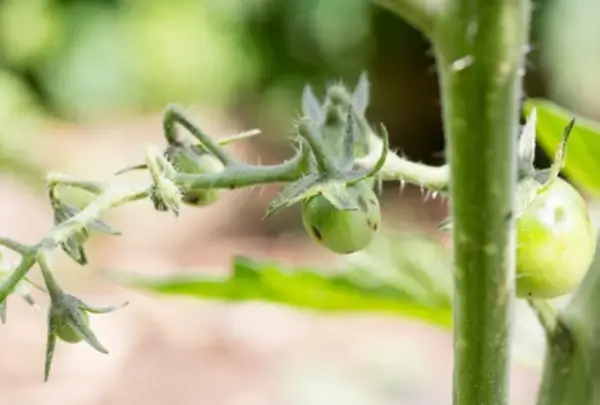 Dirtgreen.com - Everything Around The YardUnderstanding The Different Types of Black Spots in Tomatoes