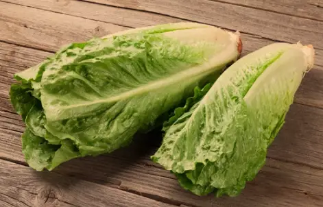 Dirtgreen.com - Everything Around The YardA Fresh Look at Romaine Lettuce: Exploring Its Delicious Varieties
