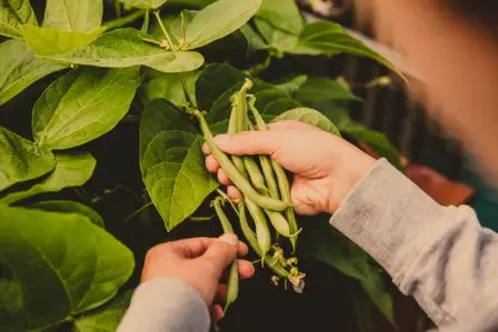What to Plant With Bush Beans