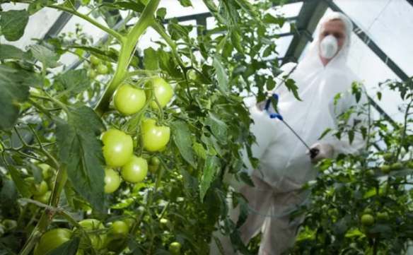 Tomato Black Spot