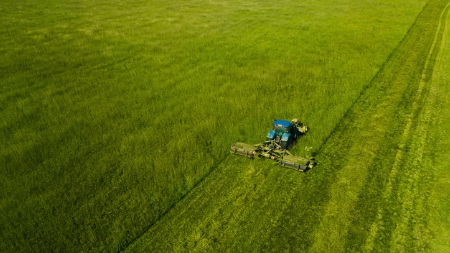 What is The Best Grass Seed For Shady Areas