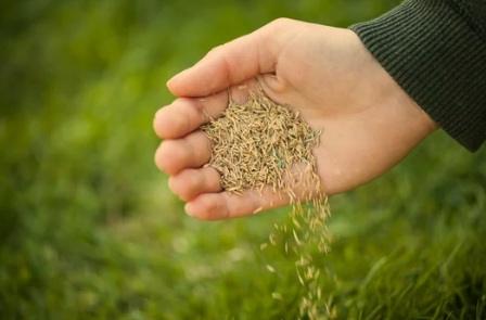 Best Grass Seed For Shady