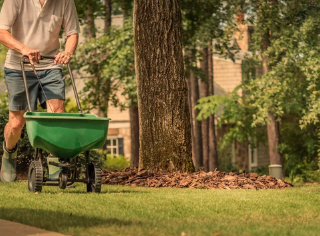 What is The Best Grass Seed For Shady Areas