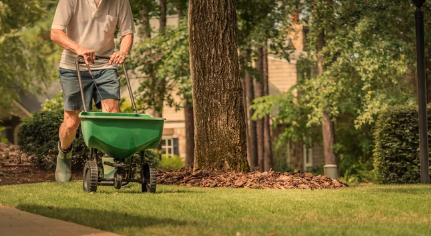 What is The Best Grass Seed For Shady Areas