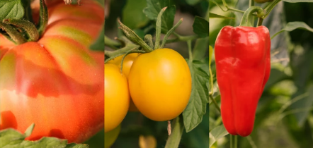 Tomato And Pepper Companion Plants