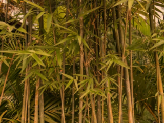 Tall Plants and Shallow Roots