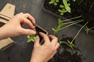 What Does a Zinnia Seedling Look Like