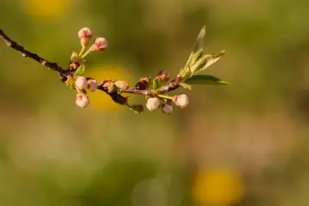 weeping cherry tree not blooming