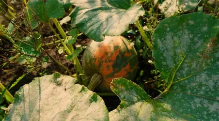Growing Conditions Do Pumpkins