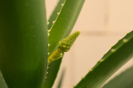 What Do Aloe Vera Seeds Look Like