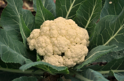 Brown Spots on Cauliflower