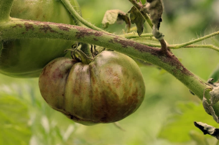 Black Spots on Tomato Plants