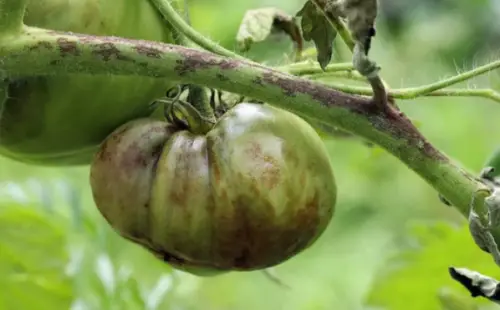Eradicating Black Spots on Tomatoes
