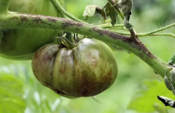 Eradicating Black Spots on Tomatoes