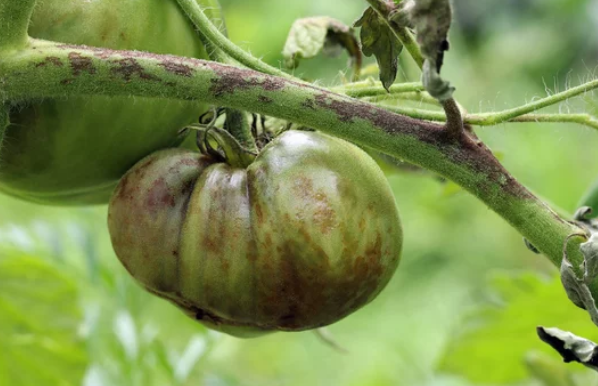 Types of Black Spots in Tomatoes