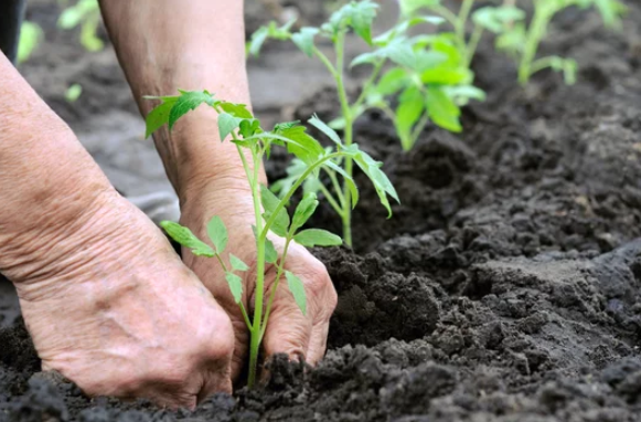 DIY Remedies for Black Spots on Tomatoes