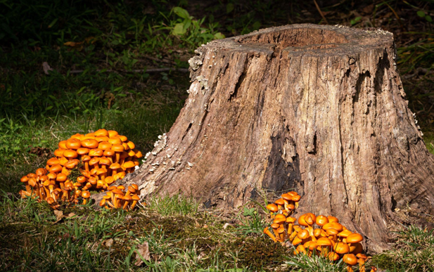 Stump Removal Pakenham