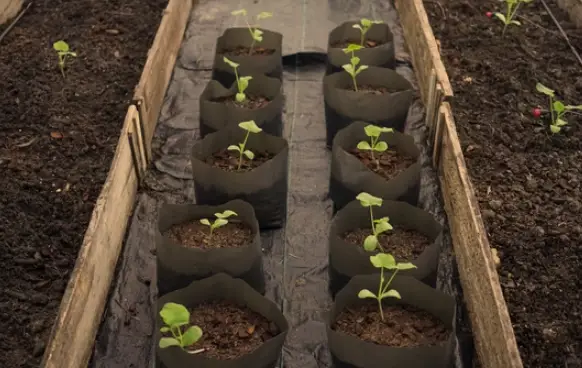 Squash Seedlings Are Ready