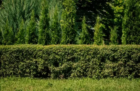 Fast-Growing Privacy Hedges