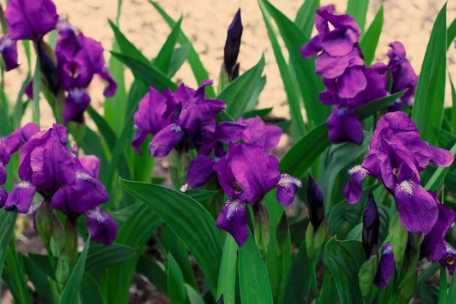 Where Do Irises Grow Best