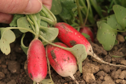 When to Harvest Radish Seeds