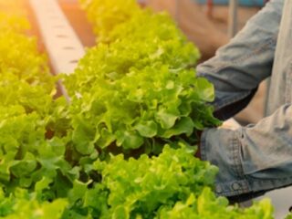 Harvest Iceberg Lettuce