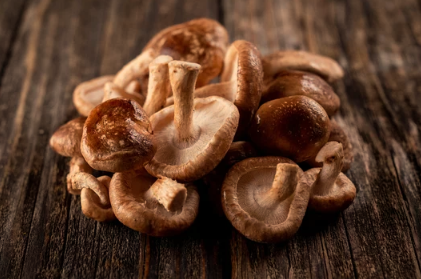 When to Fruit Mushrooms