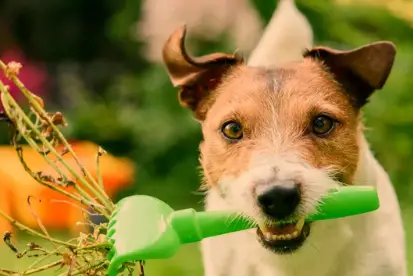 What House Plants are Safe For Dogs
