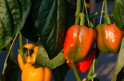 Tomato And Pepper Companion Plants