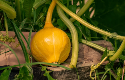 Growing Conditions Do Pumpkins