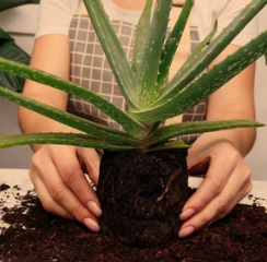 What Do Aloe Vera Seeds Look Like