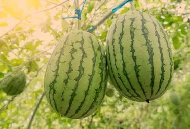 Where Does Watermelon Grow Best