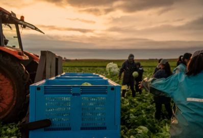 Harvest Iceberg Lettuce