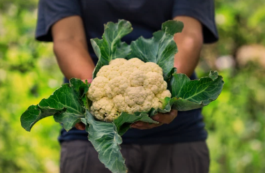 Brown Spots on Cauliflower