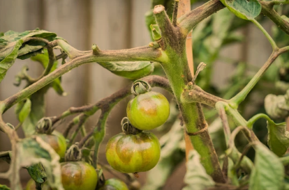 Black Spots on Tomato Plants