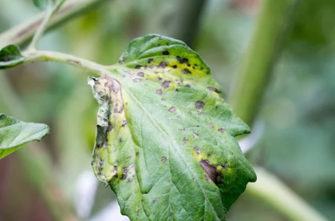 Eradicating Black Spots on Tomatoes