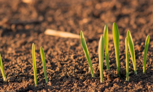 Will Wheat Germinate on Top of the Ground