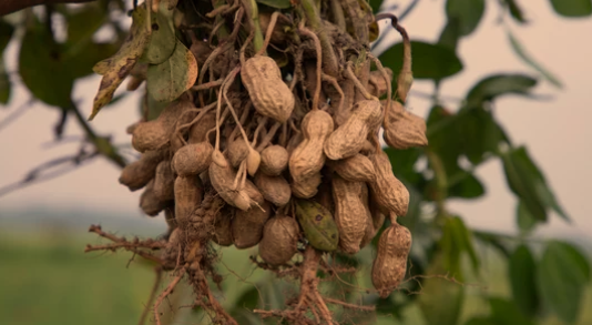 do peanuts grow on trees