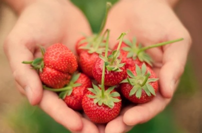 how often to water strawberry seeds