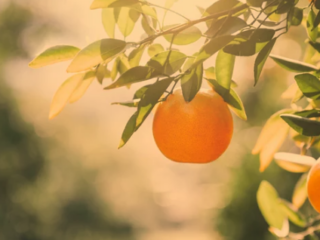 Where Do Tangerines Grow