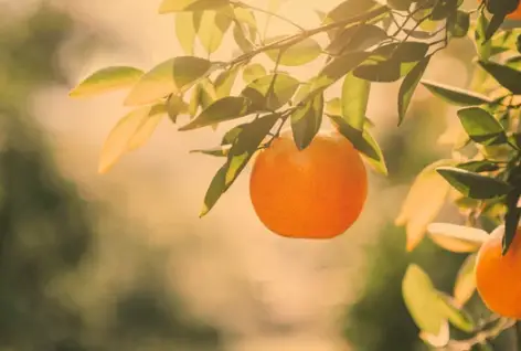 Where Do Tangerines Grow