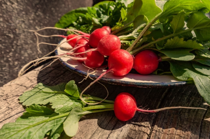 When to Harvest Radish Seeds