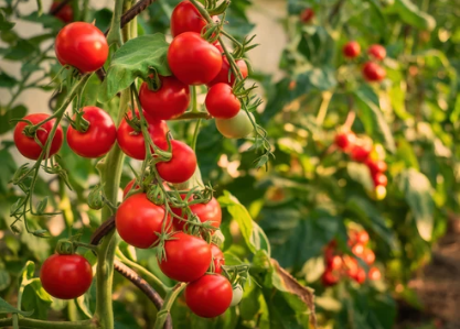 Types of Bush Tomatoes