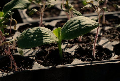 What Climate And Growing Conditions Do Pumpkins Require?