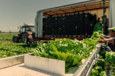 Harvest Iceberg Lettuce