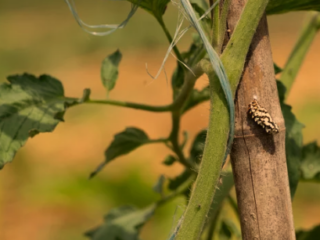 Black Spots on Tomato Plants