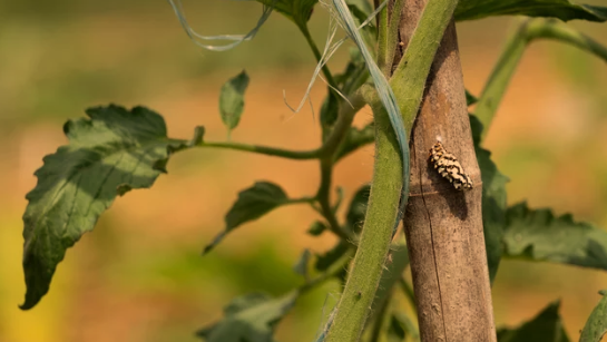 Black Spots on Tomato Plants