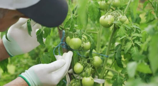 DIY Remedies for Black Spots on Tomatoes